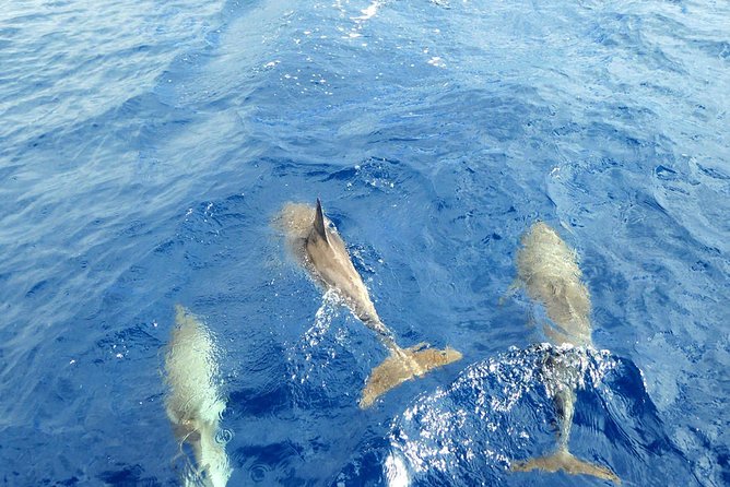Luxury Opera 60 Whale & Dolphin Watching Experience - Should you book OPERA 60 Whale & Dolphin Watching in Tenerife?