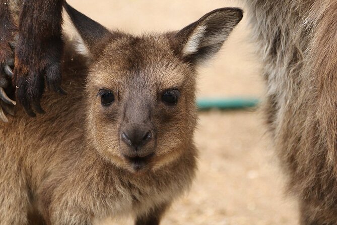 Sydney Opera House and Aussie Animals Private Tour - The Private Tour Feel: Pickup, Driver Guidance, and a Real Sydney Story